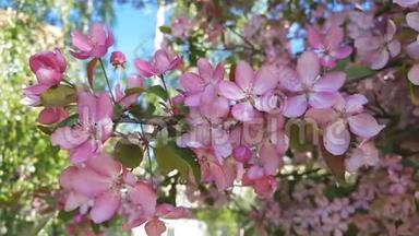 春天背景艺术与粉红苹果树花。 美丽的自然场景，<strong>绽放</strong>的树和太阳<strong>耀</strong>斑。 蓝天背景。
